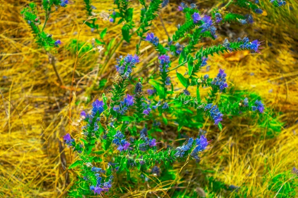 Herbstviolette Wildblumen Trockenen Gras — Stockfoto