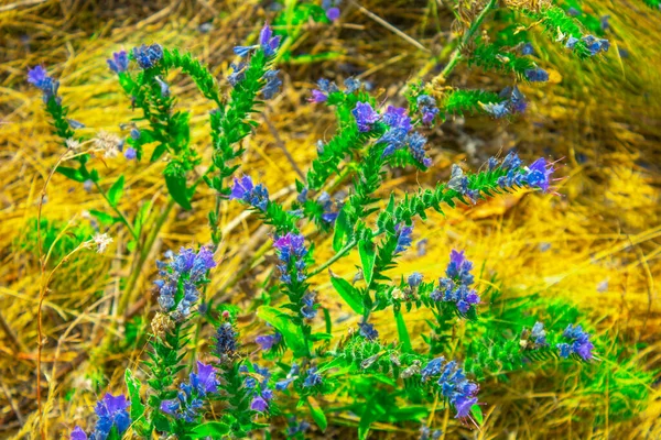 Outono Violeta Flores Silvestres Grama Seca — Fotografia de Stock