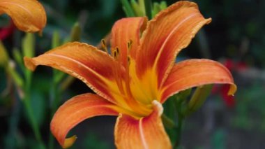 Bahçedeki turuncu zambak çiçeği.