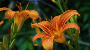 Bahçedeki turuncu zambak çiçeği.