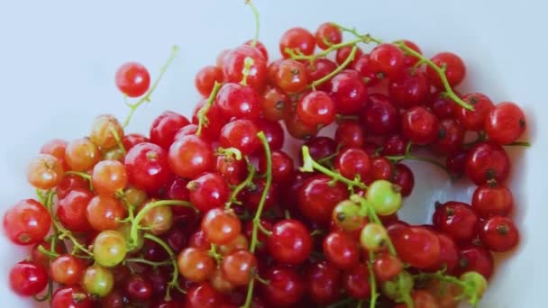 白い背景に新鮮なスグリの赤い果実 — ストック動画