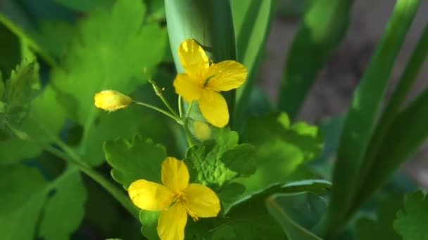 黄色の野生の花の閉鎖性 — ストック動画