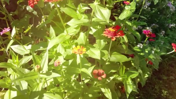 Bahçede Açan Kırmızı Zinya Çiçeklerine Yakın Çekim — Stok video
