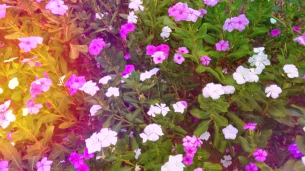 庭のピンクと白の花背景 — ストック動画
