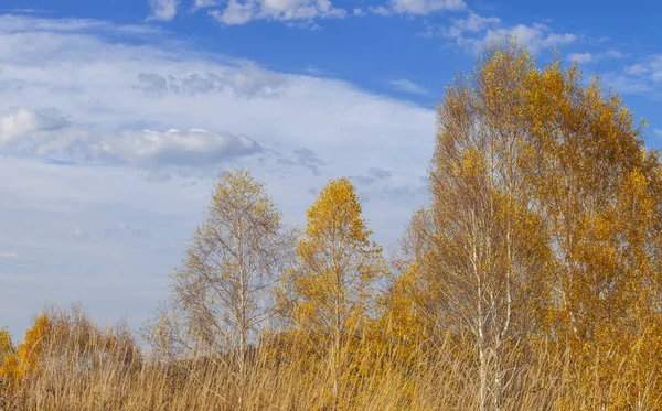 Yellow birch against the blue sky Royalty Free Stock Photos