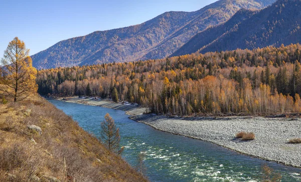 Fiume Katun selvaggio nelle montagne Altai — Foto Stock