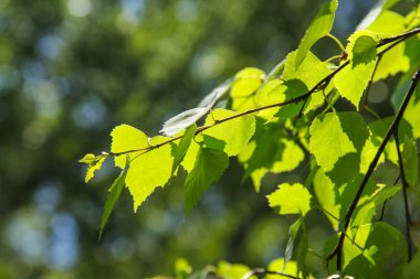 Huş ağacının parlak yeşil yaprakları ile bahar arkaplanı, doğa