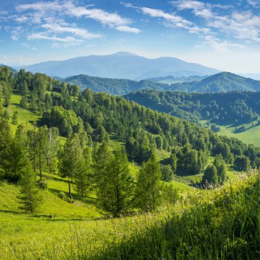Bahar yeşillikleri ve çayırlar ve beyaz bulutlu mavi gökyüzü.