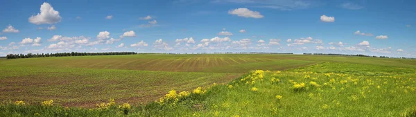 Panoramatický Výhled Zelené Pole Malebnou Modrou Oblohu Bílými Mraky Zemědělské — Stock fotografie