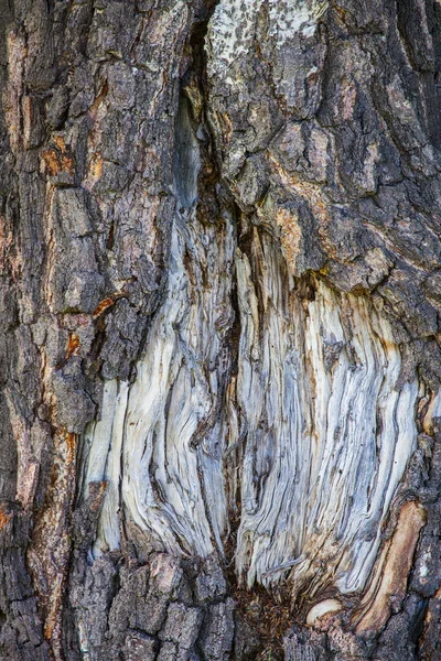 Textura Corteza Del Árbol Viejo Fondo Natural —  Fotos de Stock