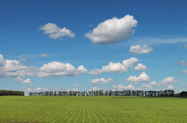 Zelené Pole Farmy Modré Nebe Bílými Mraky Scénický Pohled Jaro — Stock fotografie