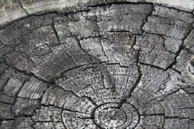 Eski ahşap doku, doğal arka plan.