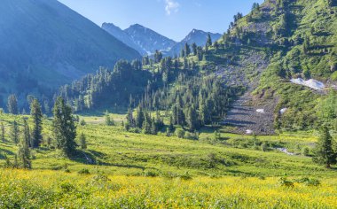 Manzaralı manzara, dağ çiçekli vadi, dağlık çayırlar.