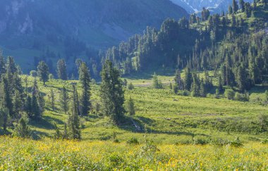 Bahar manzarası, dağ çiçekli vadi, dağlık çayırlar.