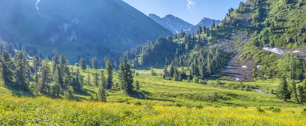 Panoramik manzara, dağ çiçekli vadi, dağlık çayırlar.