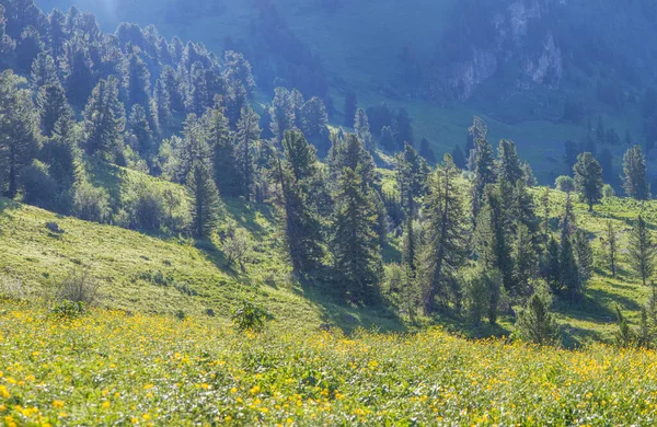 Bahar manzarası, dağ çiçekli vadi, dağlık çayırlar.