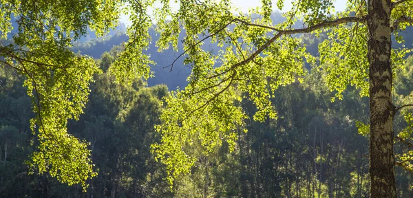 Verdes Primavera Rama Abedul Fondos Naturales — Foto de Stock