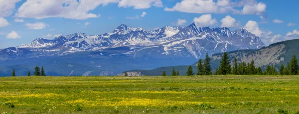 Bloeiende Weide Besneeuwde Toppen Panoramisch Uitzicht Lente Natuur — Stockfoto