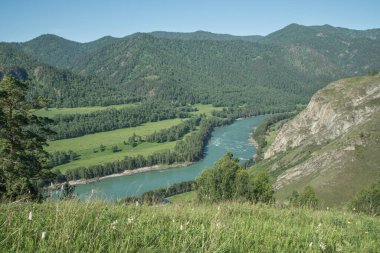 Resimli dağ vadisi, Katun nehri, Altai, Sibirya. Yaz yeşilliği, güneşli hava.