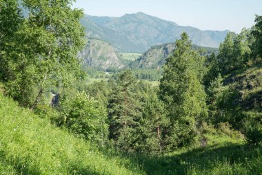 Dağ ormanının yaz yeşillikleri. Güneşli bir gün.