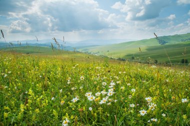 Çiçekli yaz çayırı, papatya çayı. Yeşil tepeler, bulutlu.