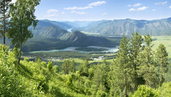 Malerisches Gebirgstal Fluss Katun Altai Sommergrün — Stockfoto
