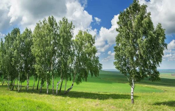 Abedules Contra Cielo Azul Con Nubes Blancas Verdes Verano Bosques — Foto de Stock