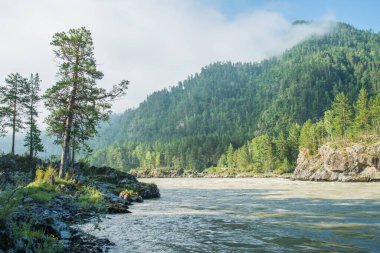 Katun Nehri manzarası, Altai. Yaz yeşilliği, sabah ışığı.