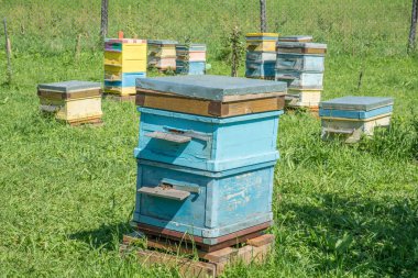 Arı kovanları var. Sibirya, Altai 'de arıcılık.