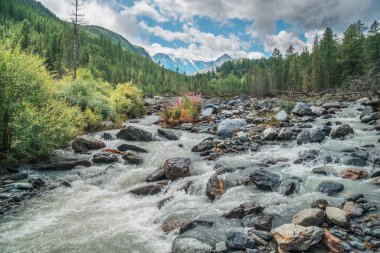 Sibirya dağlarındaki vahşi nehir. Fırtınalı bir dere, kasvetli bir hava, yaz yeşilliği.