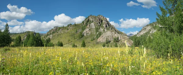山の中で夏の晴れた日 パノラマビュー 青空の開花 — ストック写真