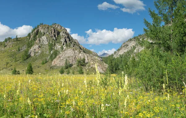 山の中で夏の晴れた日 青空の開花 — ストック写真