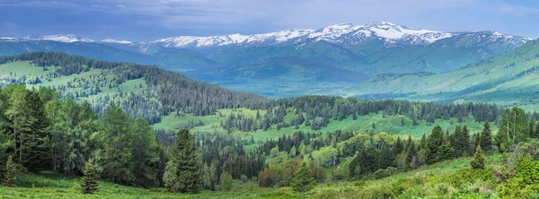 Dağın panoramik manzarası Altay. Ormanların ve çayırların yaz yeşillikleri, karla kaplı zirveler.