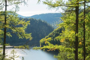 Forest Gölü. Sonbahar manzarası, güneşli bir gün. Tayga, Sibirya 'da vahşi bir yer..