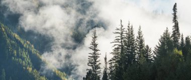 Sabah manzarası, sis ve bulutlar. Dağ yamacındaki orman. Tayga, Sibirya 'da vahşi bir yer..