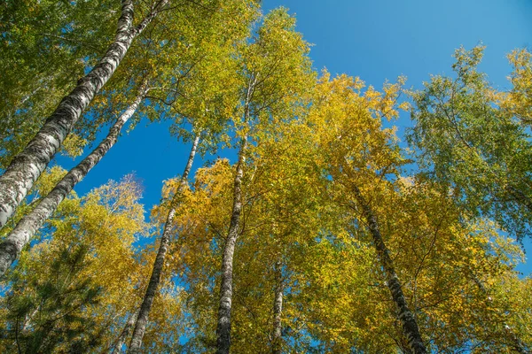 Árboles Otoño Contra Cielo Azul Vista Hacia Arriba Fondo Natural — Foto de Stock