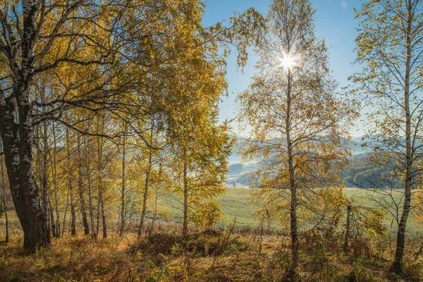 Otoño Dorado Verano Indio Rayos Sol Través Las Ramas Bosque — Foto de Stock