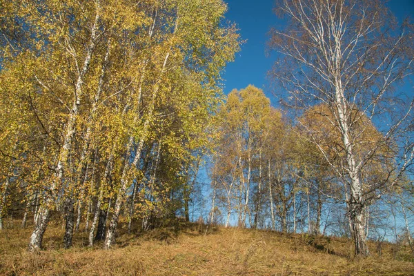 Paisaje Otoño Árboles Amarillos Contra Cielo Azul — Foto de Stock