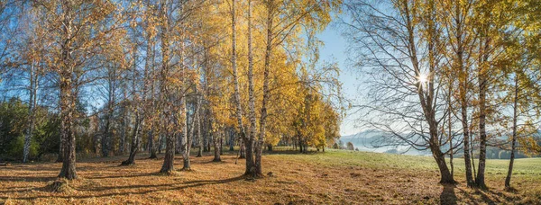 Otoño Dorado Verano Indio Rayos Sol Través Las Ramas Bosque — Foto de Stock