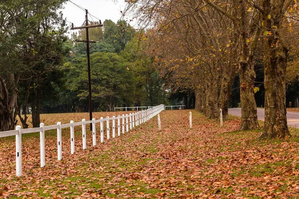 紅葉シーズンの木が屋外馬術の風光明媚な風景乾燥した葉フィールド上に散在 — ストック写真