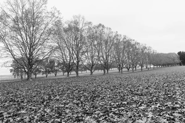 秋季秋季马术户外风景秀丽 树木干燥叶子散落田野 — 图库照片