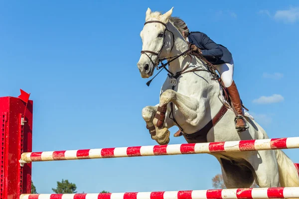 Reiten Tier Springen Nahaufnahme Action Pferd Nicht Identifiziert Kopflose Reiterin — Stockfoto