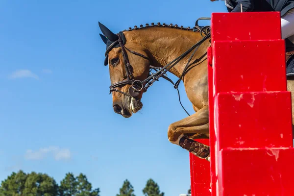 Reiten Tier Springen Nahaufnahme Action Pferd Nicht Identifiziert Kopflose Reiterin — Stockfoto