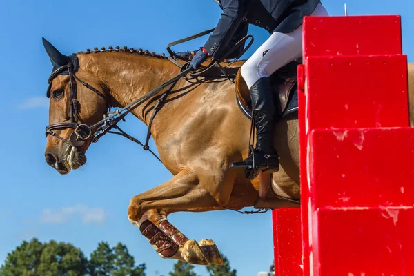 Equestrian Animal Show Jumping Closeup Action Horse Unidentified Headless Rider — Stock Photo, Image