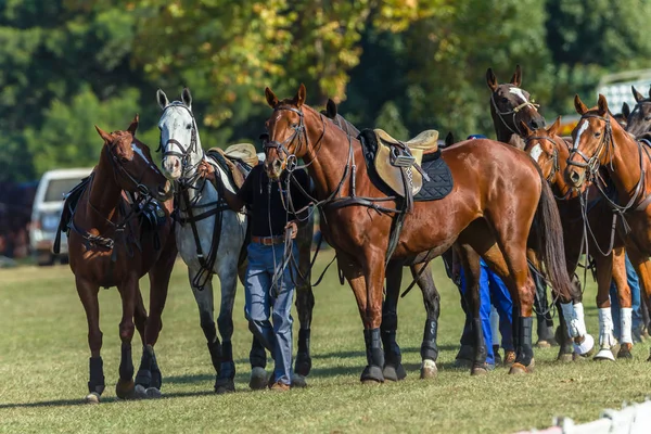 Polo Pony Cavalli Raggruppati Insieme Sellati Gioco Equestre — Foto Stock