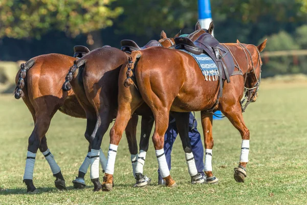 Polo Pony Cavalli Raggruppati Insieme Sellati Gioco Equestre — Foto Stock