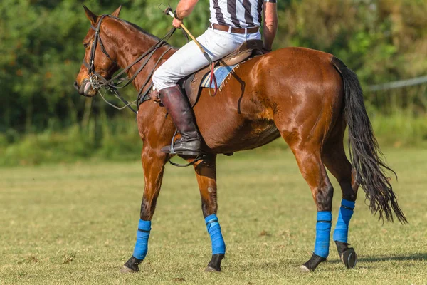Polo Referee Horse Pony Field Warm Equestrian Game — Stock Photo, Image