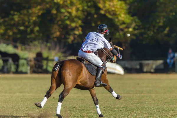 Polo Fahrer Und Pferd Pony Spiel Action Pferdesport — Stockfoto