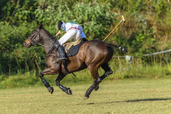 Polo Fahrer Und Pferd Pony Spiel Action Pferdesport — Stockfoto