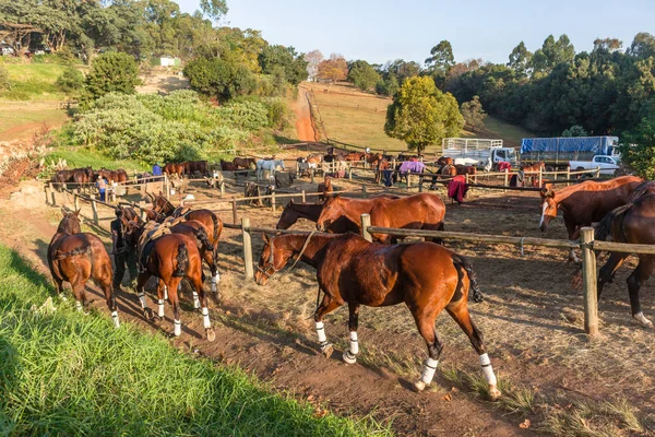 Polo Pony Paarden Paddocks Eten Rust Einde Van Paardensport Wedstrijd — Stockfoto